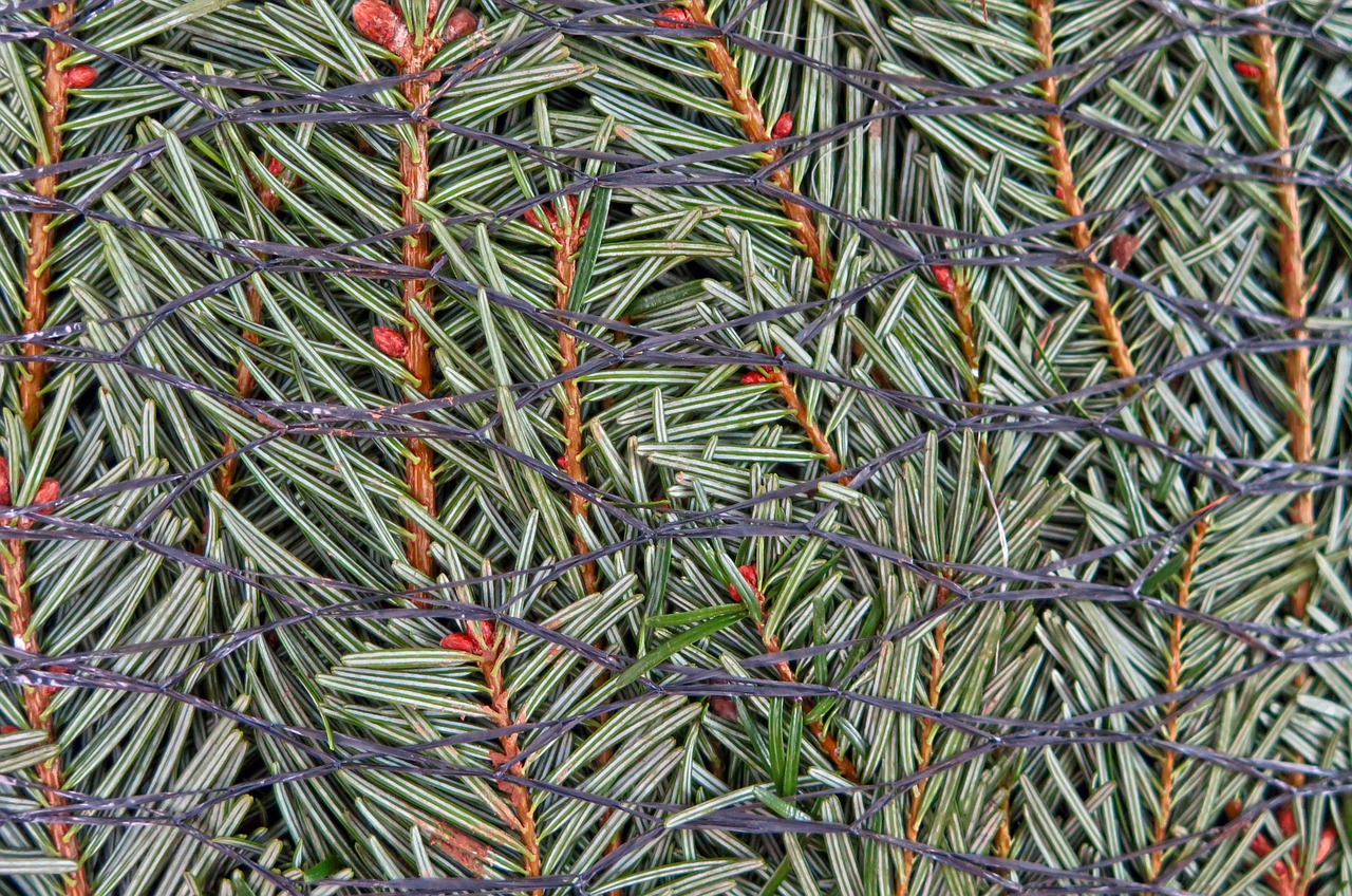 nordmann fir christmas tree christmas free photo