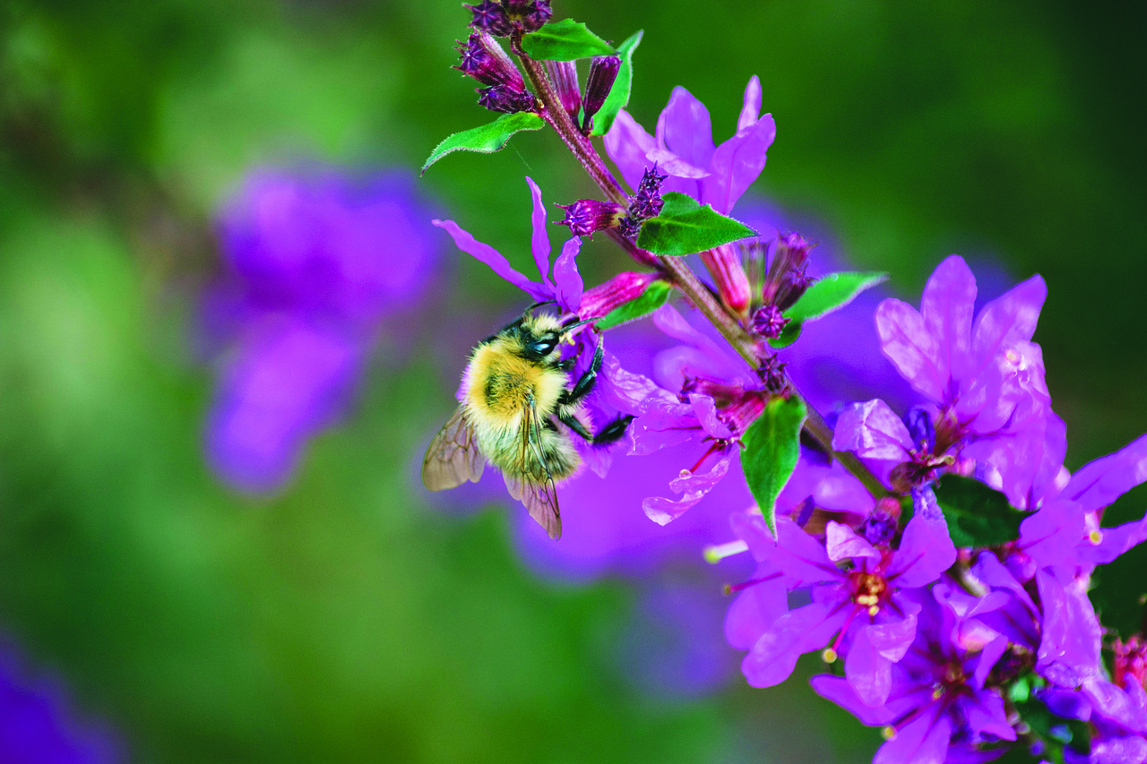 norfolk  flower  loosestrife flower free photo