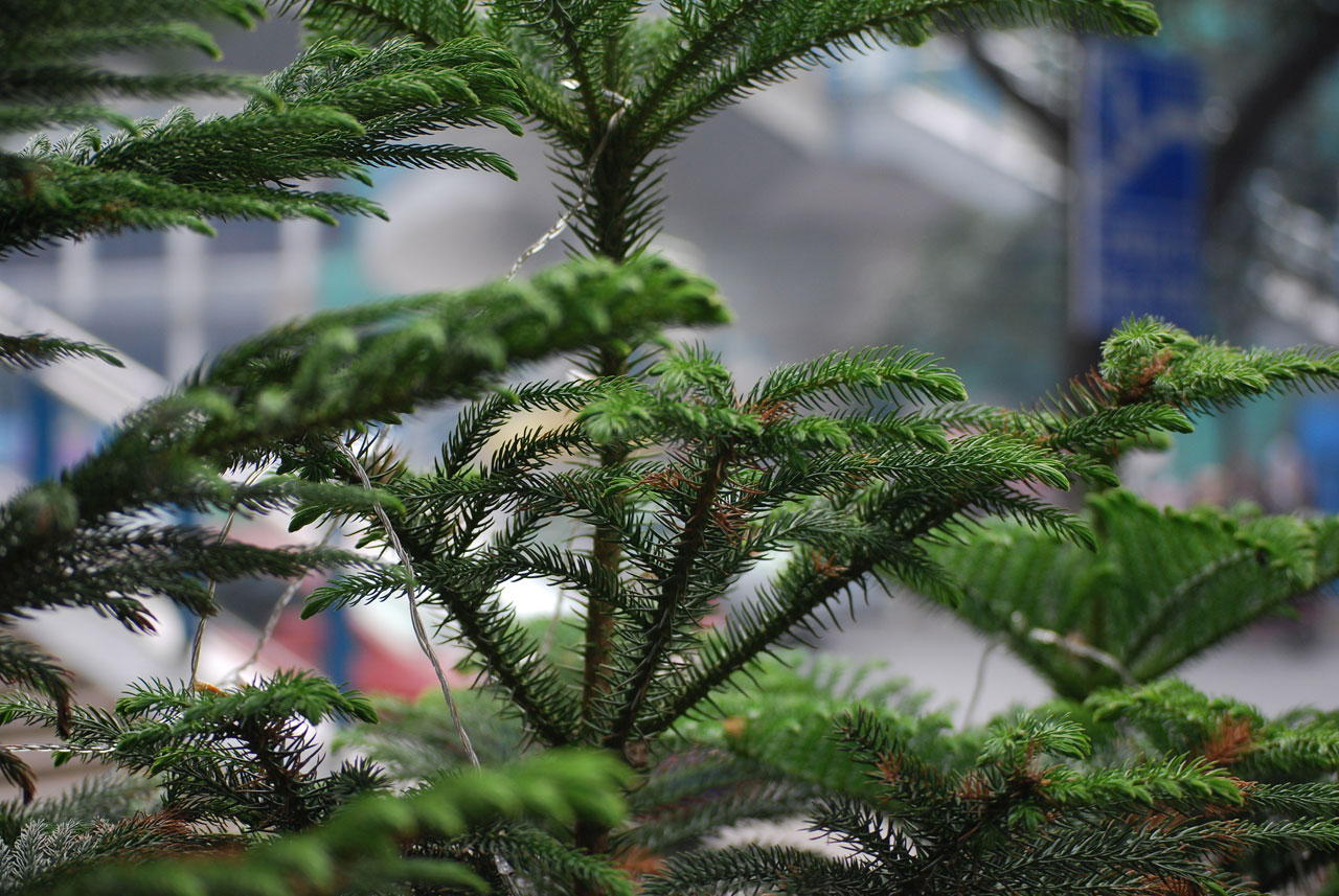tree pine norfolk free photo