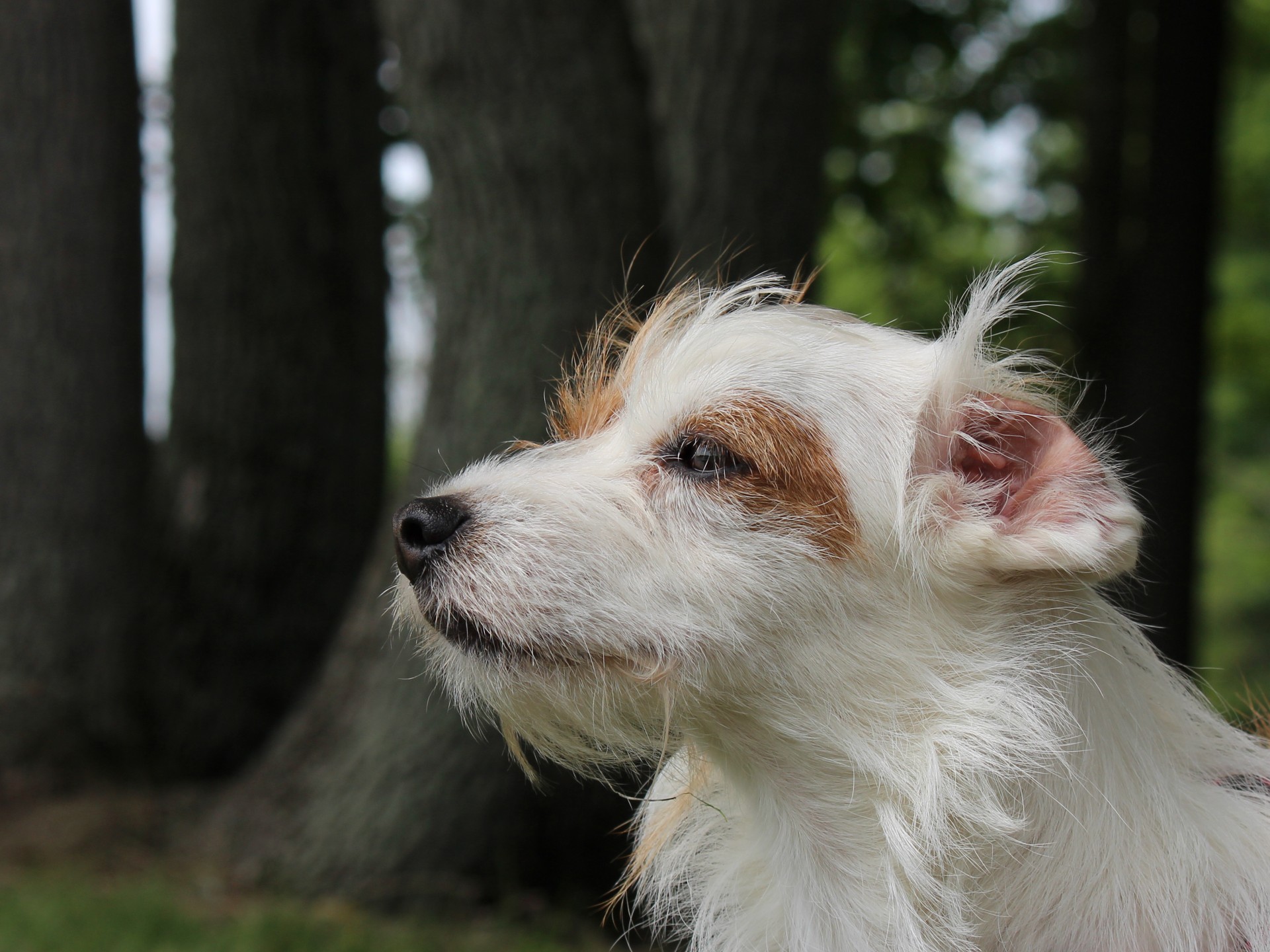 terrier dog small dog free photo