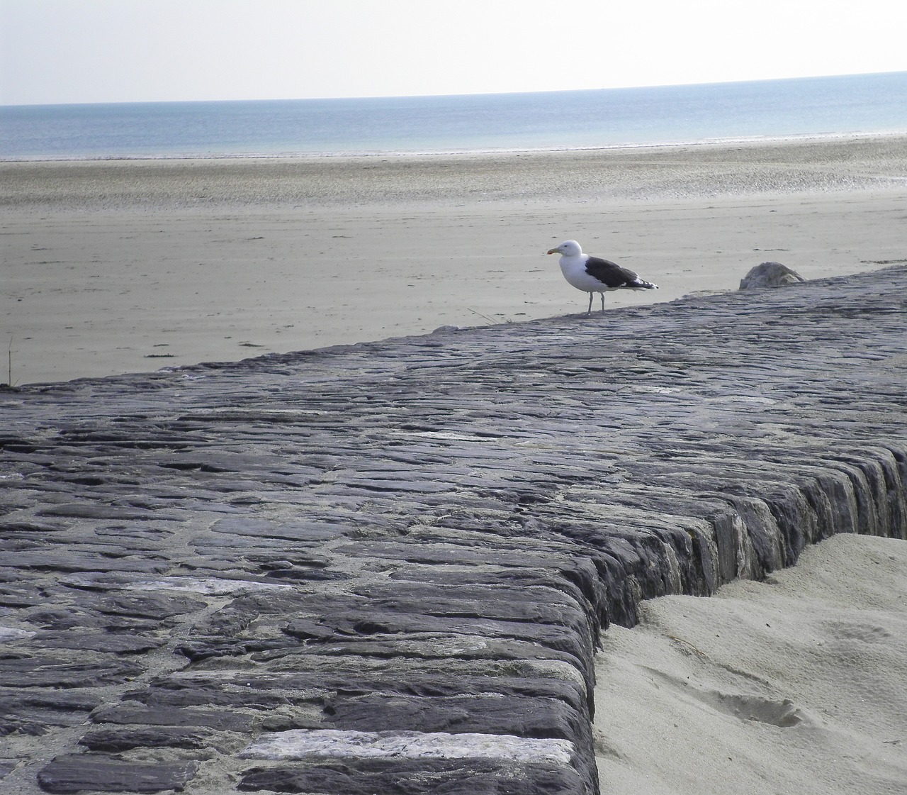 normandy beach seagull free photo