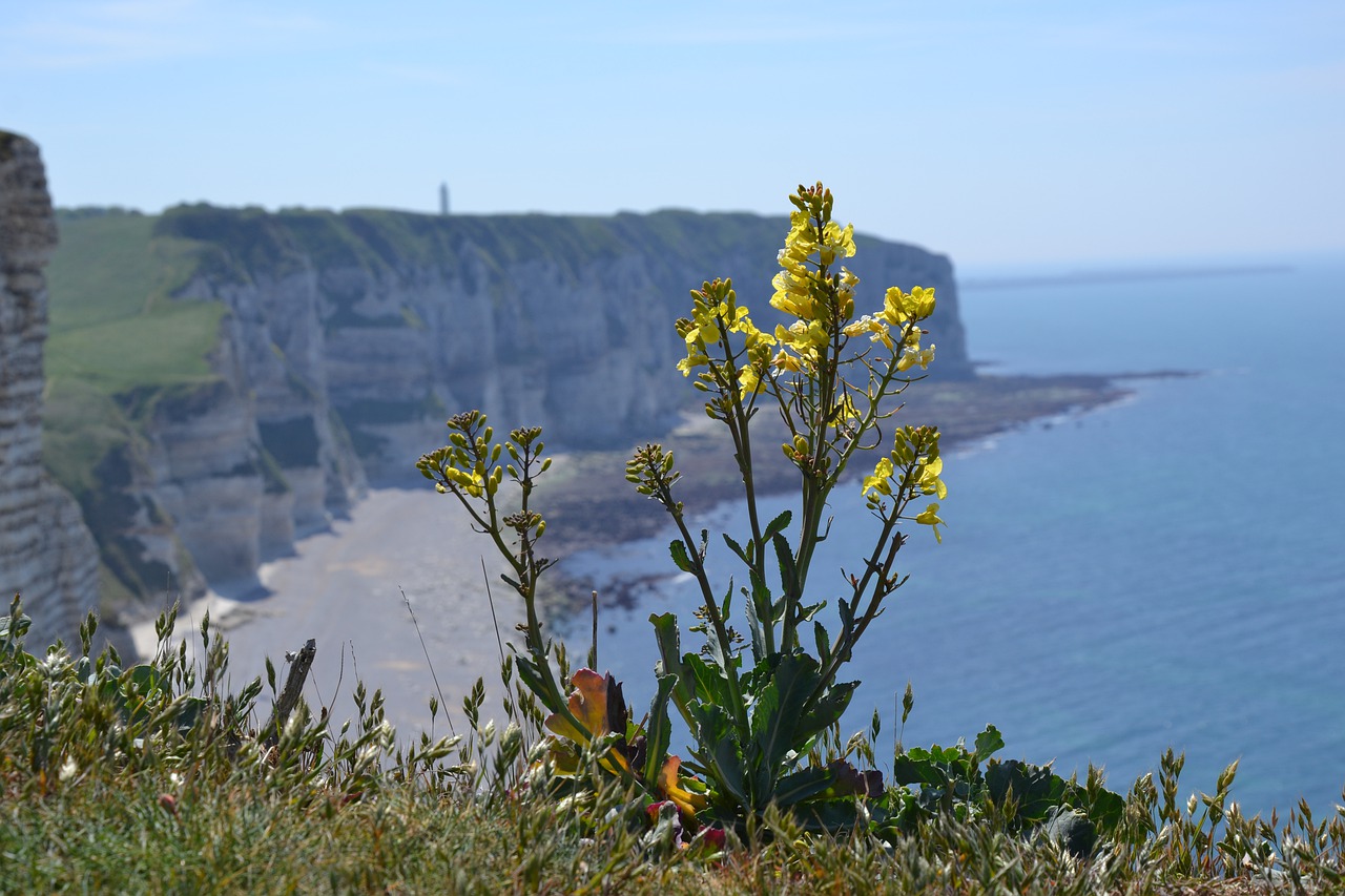 normandy  cliffs  france free photo