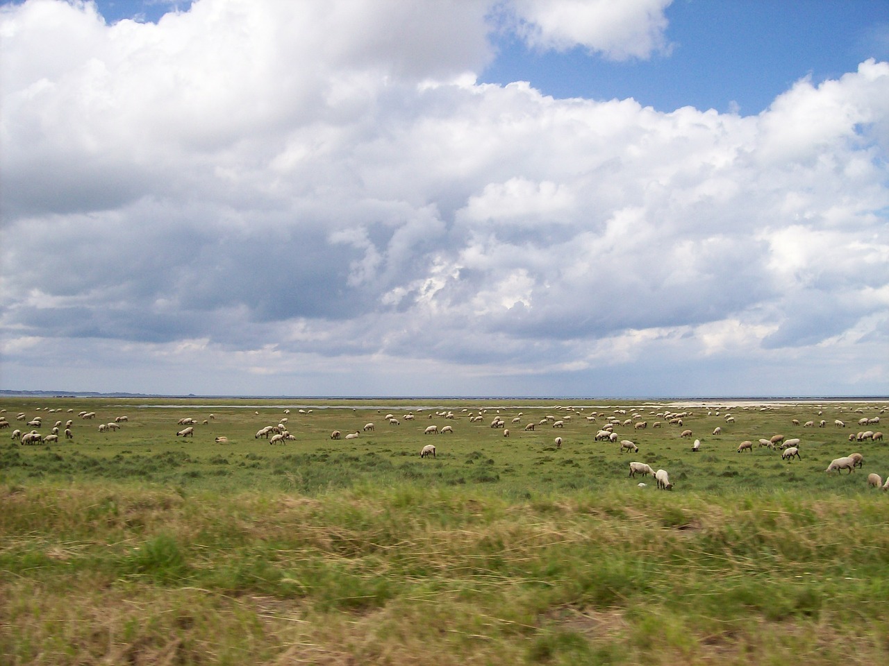normandy france sheep free photo