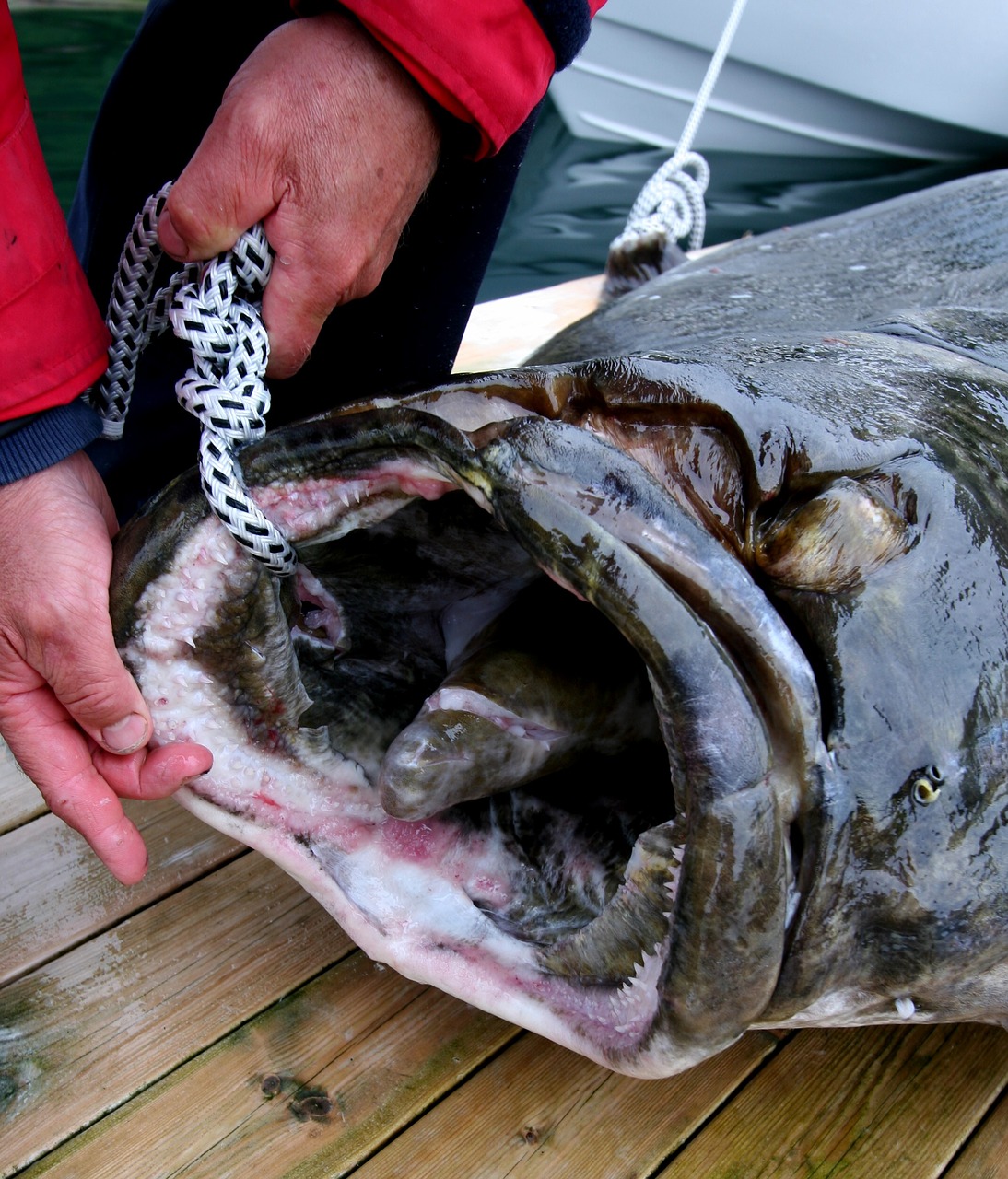 north fish halibut 245 kg free photo