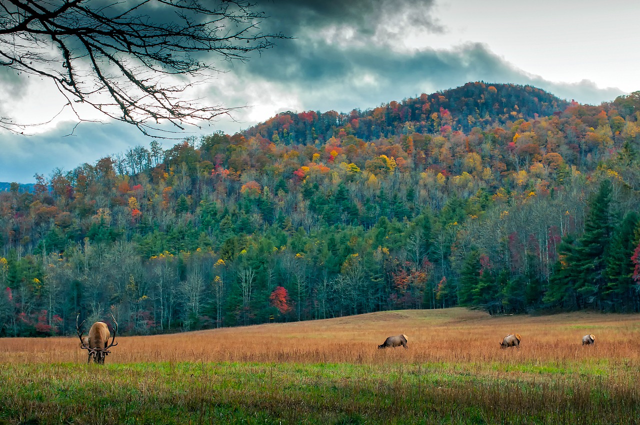 north carolina meadow deer free photo