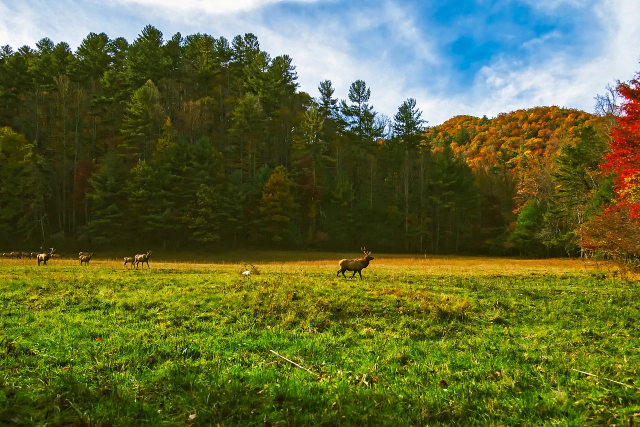 north carolina meadow deer free photo