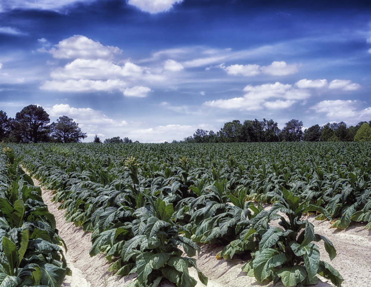 north carolina farm rural free photo