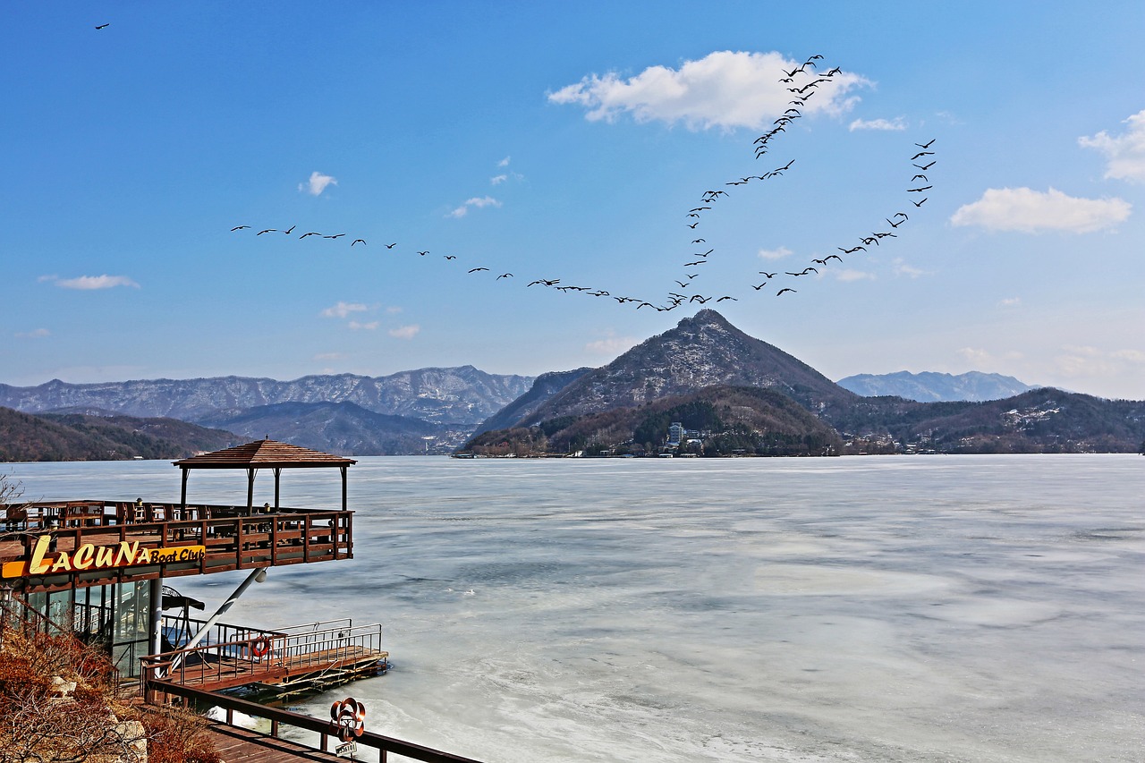 north han river winter migratory birds free photo