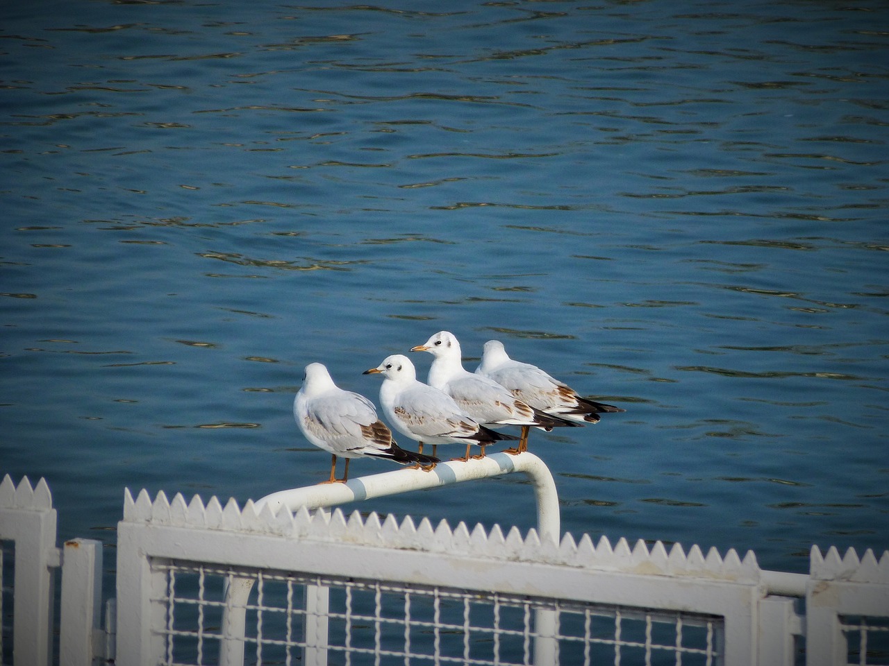 north sea gulls water free photo