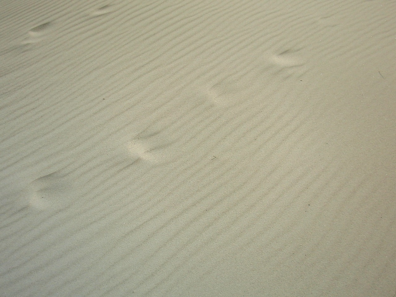 north sea beach sand free photo