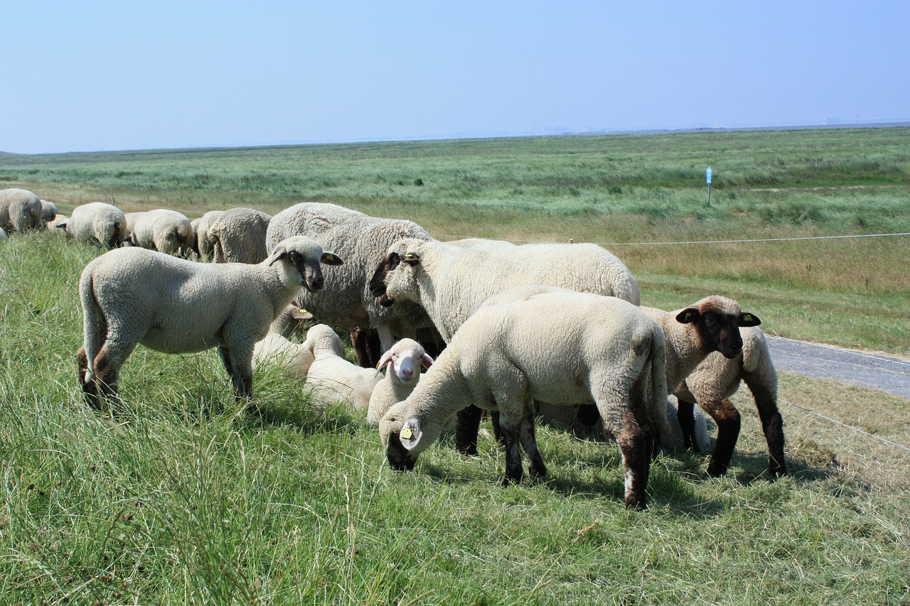 north sea dike sheep free photo