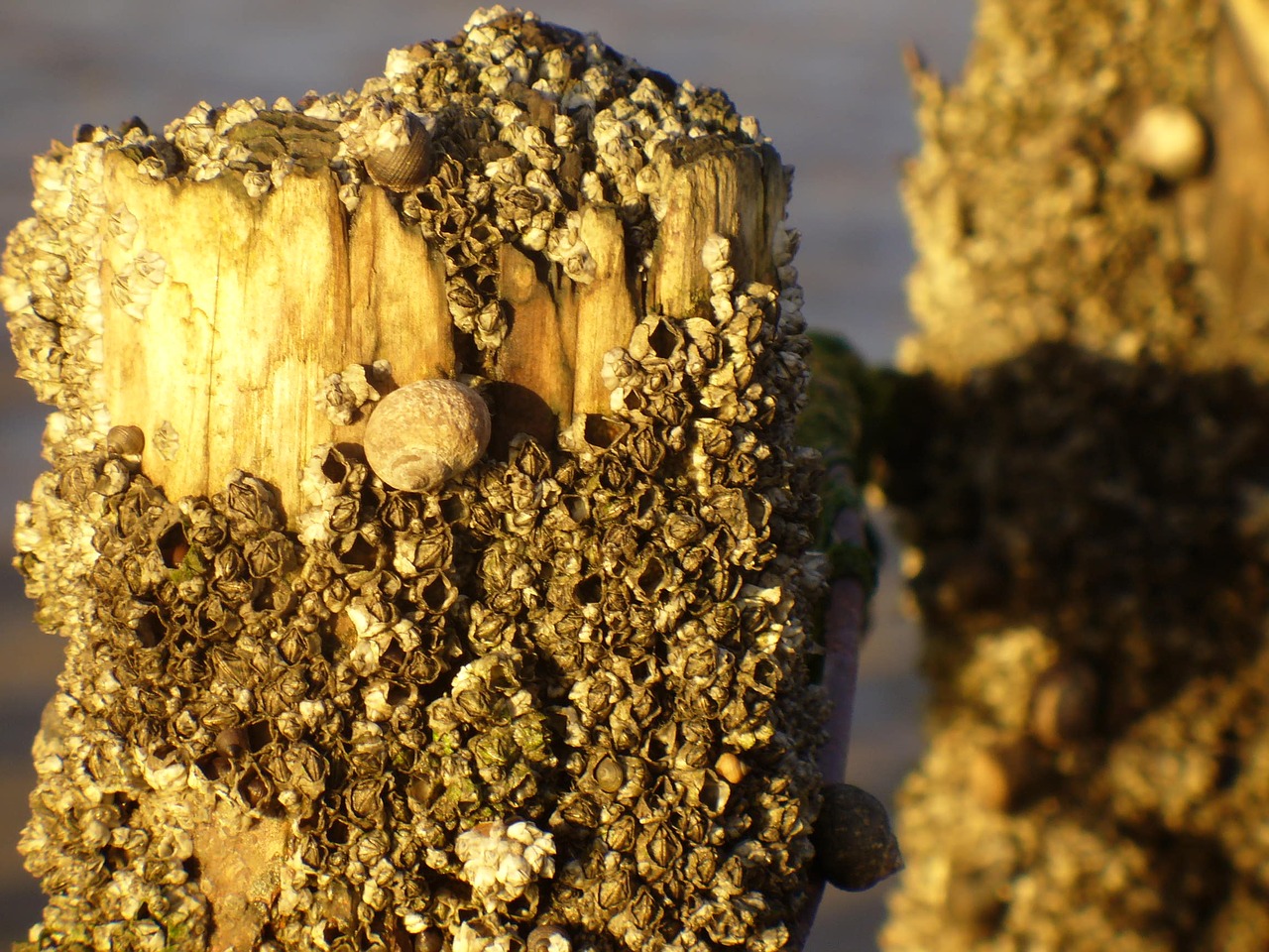 north sea piles mussels free photo