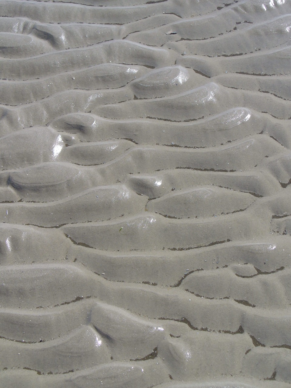 north sea wadden sea sand free photo