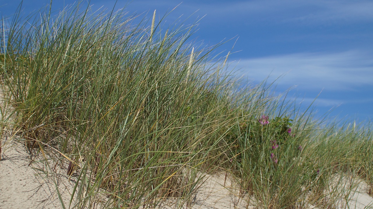 north sea sylt beach free photo