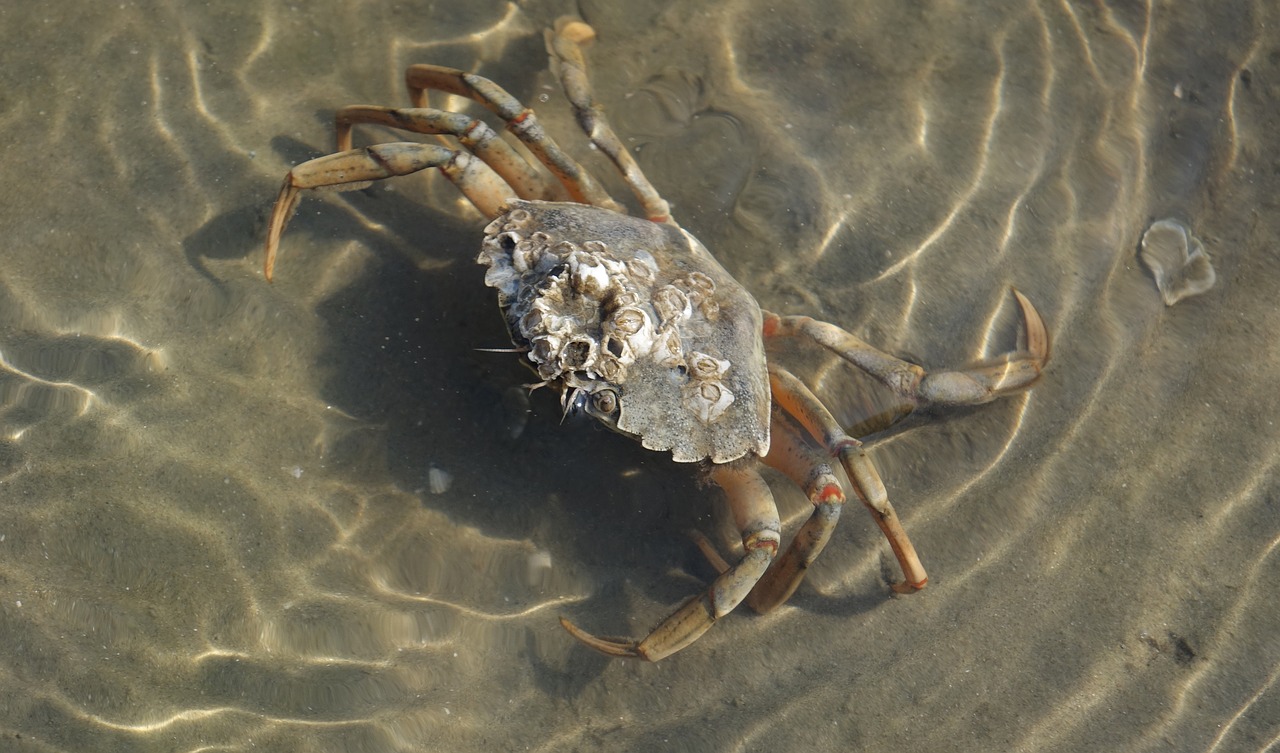 north sea cancer wadden sea free photo