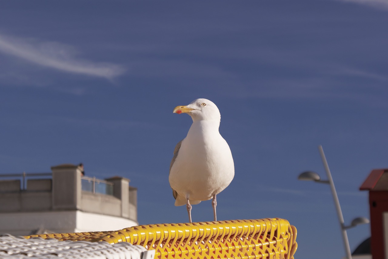 seagull north sea borkum free photo