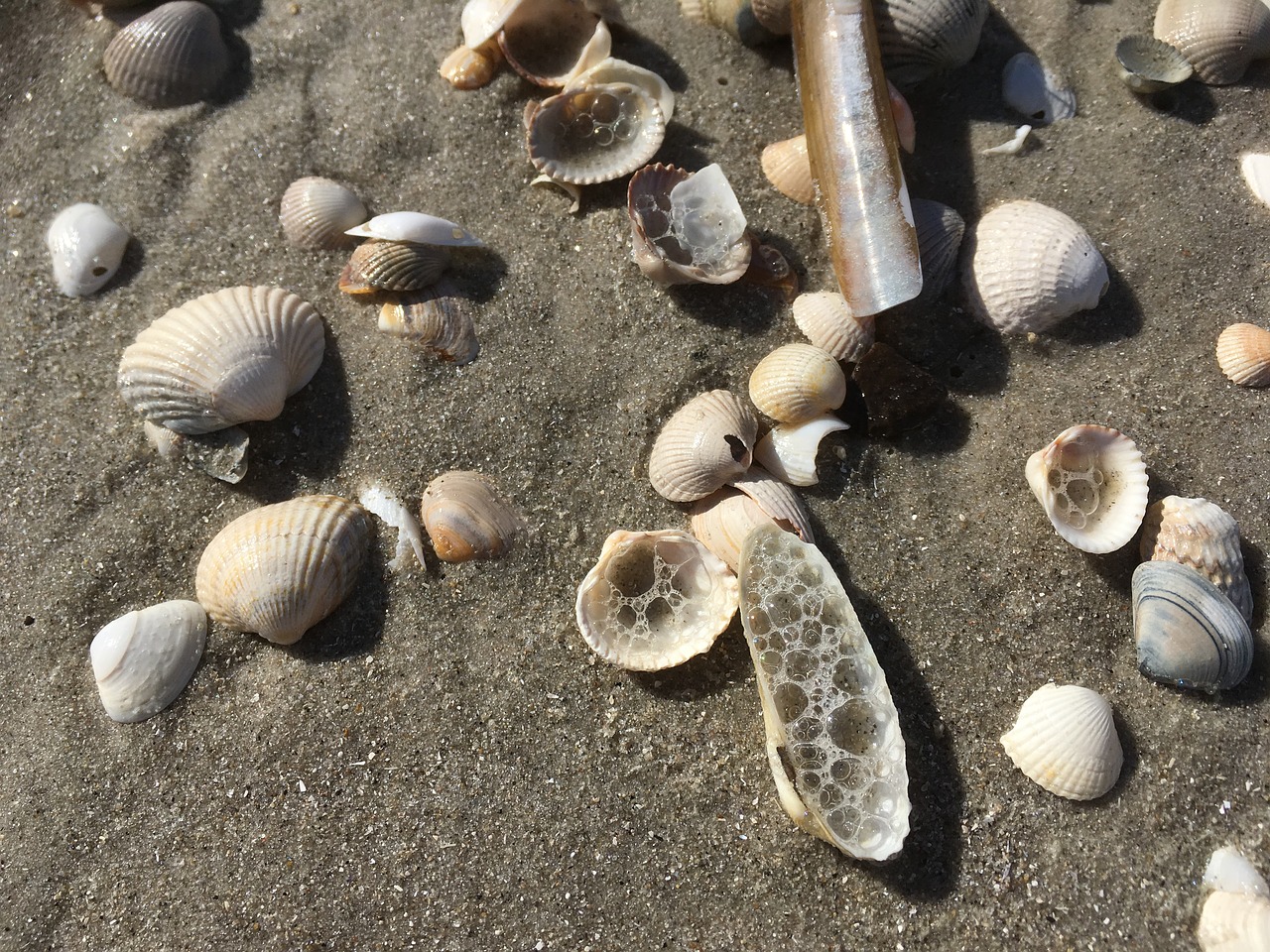 north sea beach sand free photo