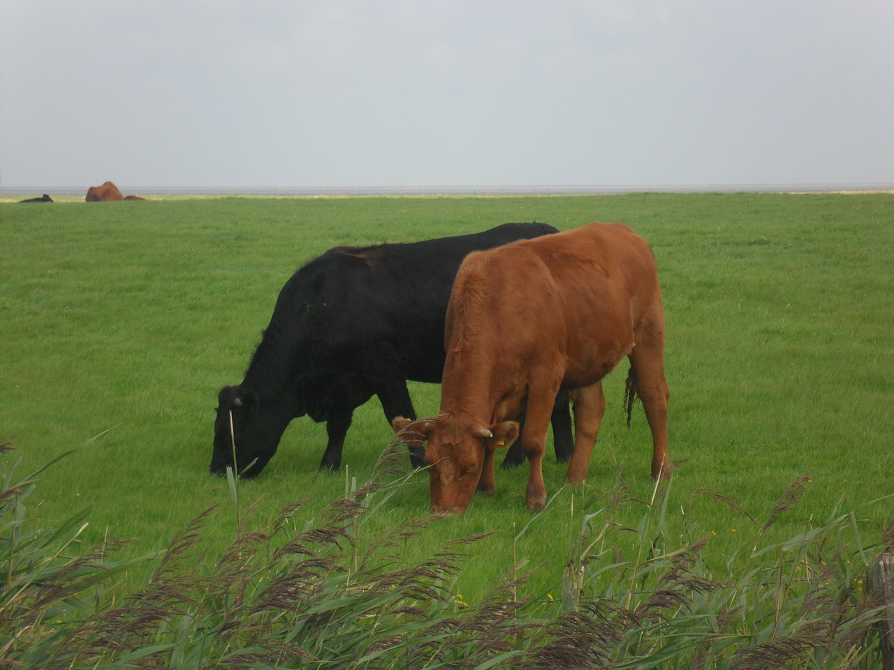 north sea cows pasture free photo