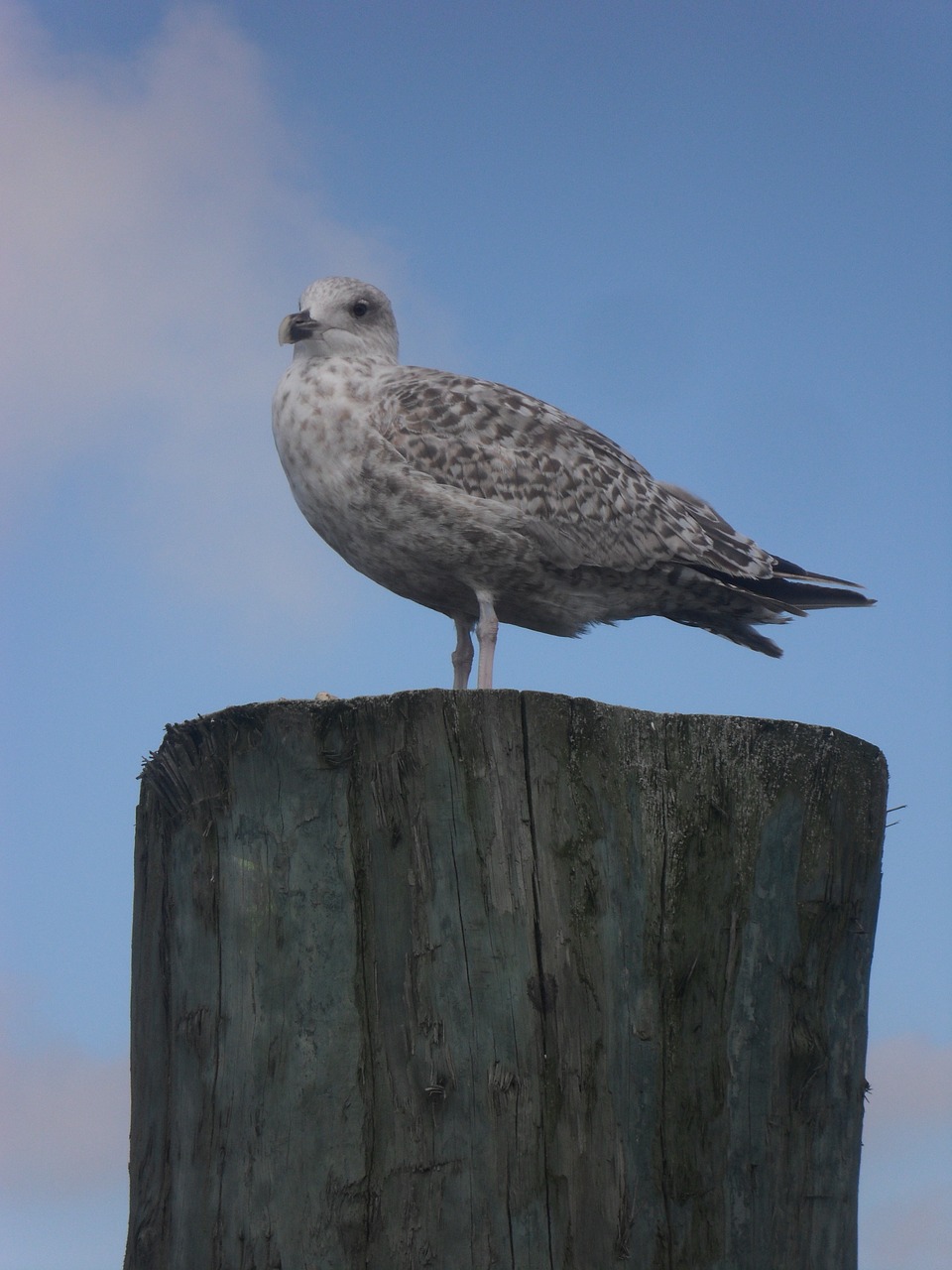 north sea seagull port free photo