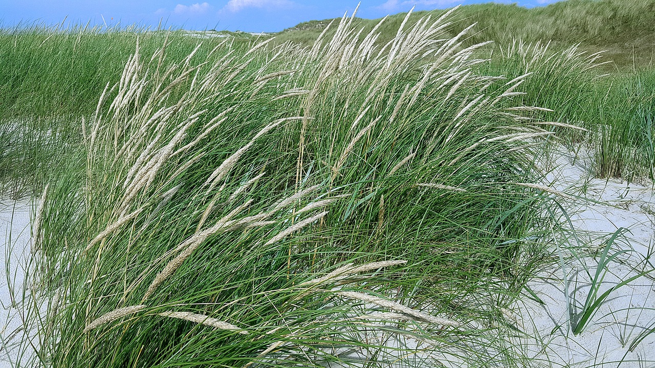 north sea dunes grass free photo