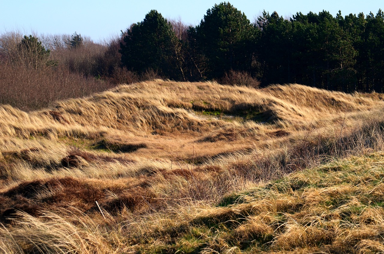 north sea nordfriesland watts free photo