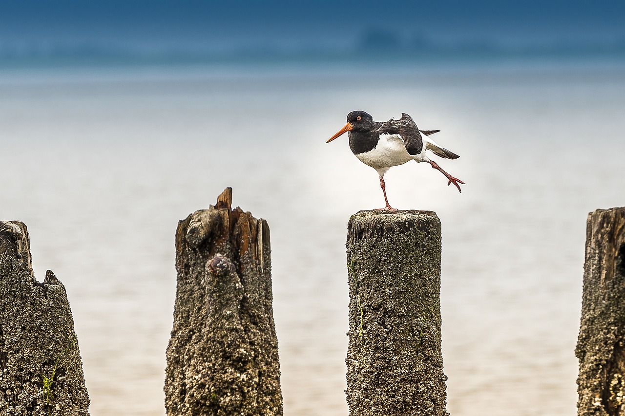 north sea bird waders free photo