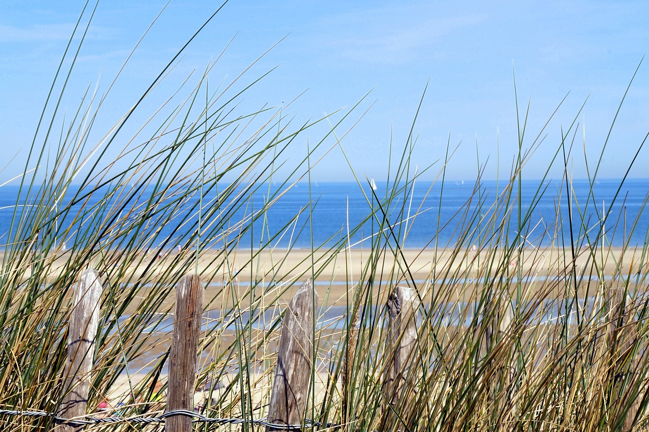 north sea nature summer free photo