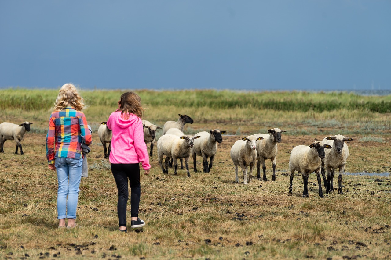 north sea  children  sheep free photo