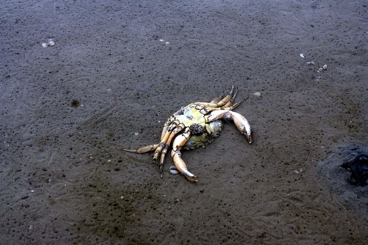north sea  wadden sea  crab free photo