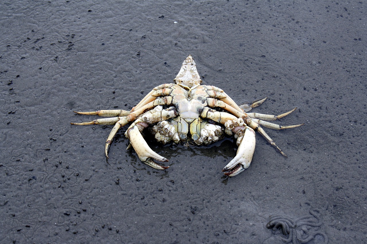 north sea  wadden sea  cuxhaven free photo