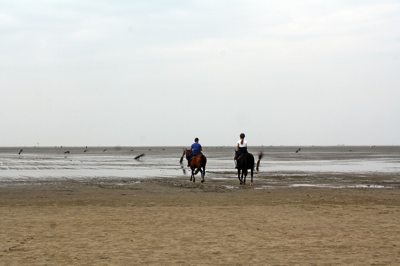 north sea  wadden sea  ride free photo