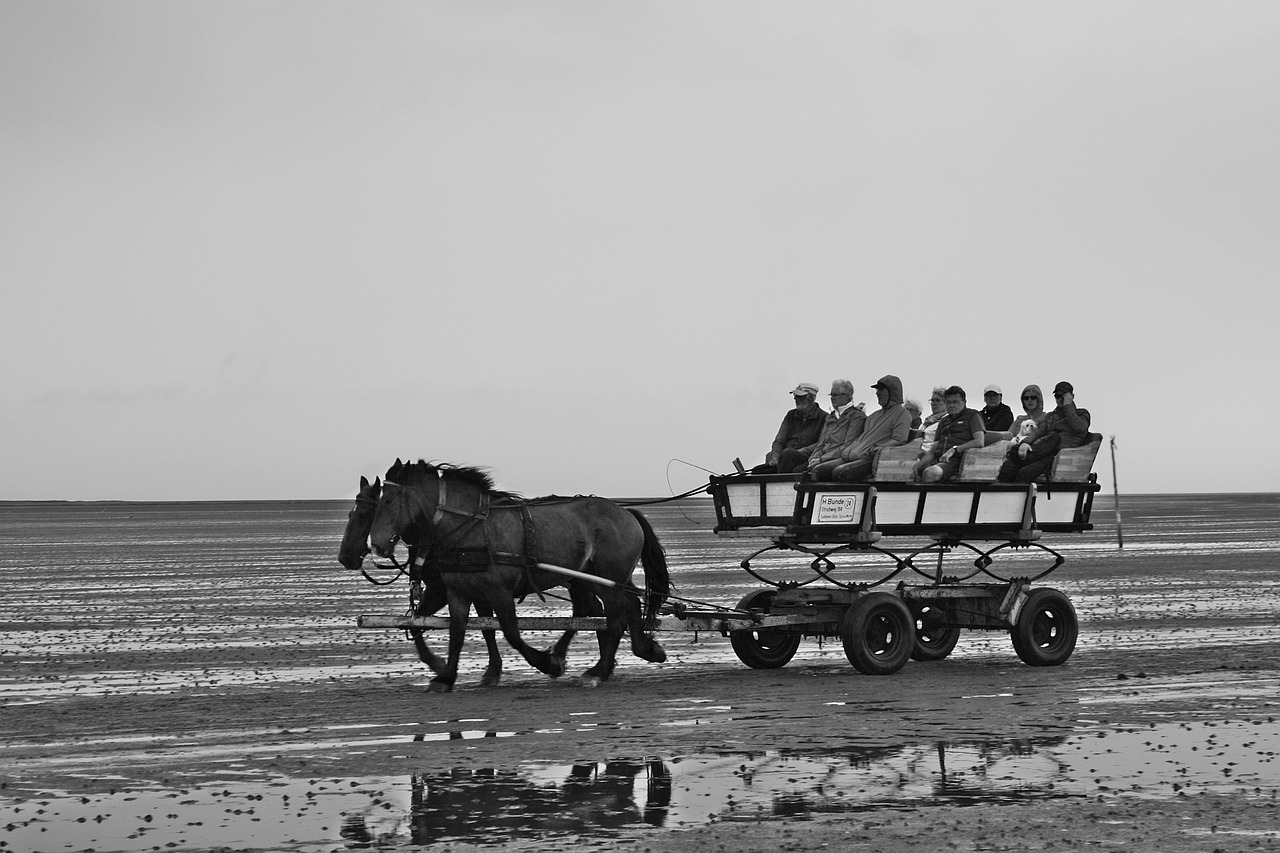 north sea  wadden sea  watt car free photo