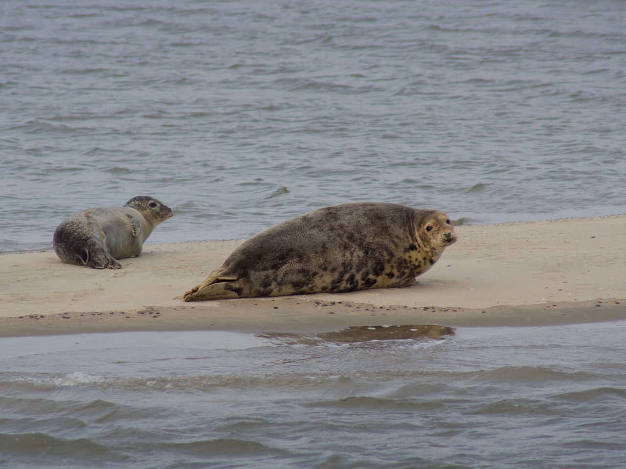 north sea  sandbar  robbe free photo