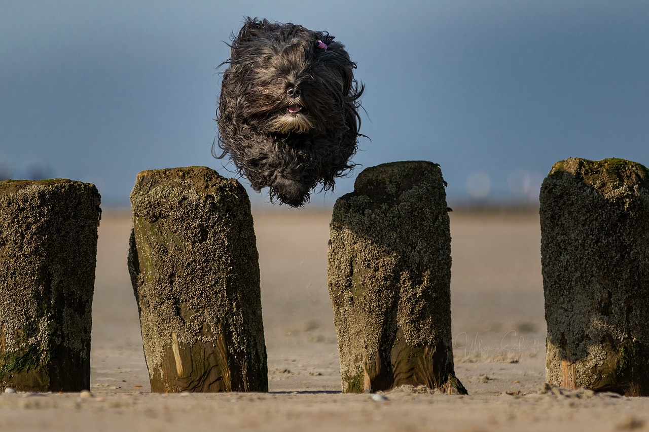 north sea  beach  sea free photo