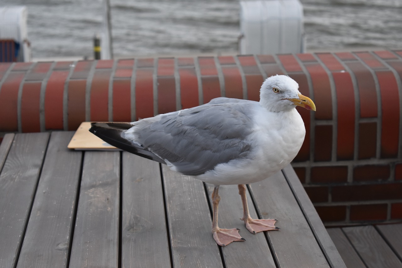 north sea  bird  seagull free photo