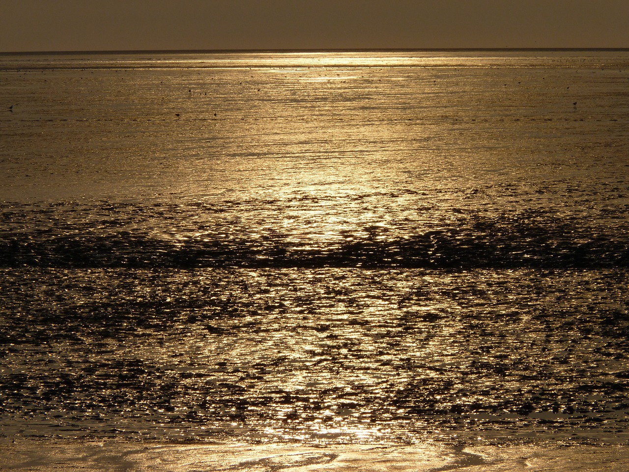 north sea wadden sea evening sun free photo