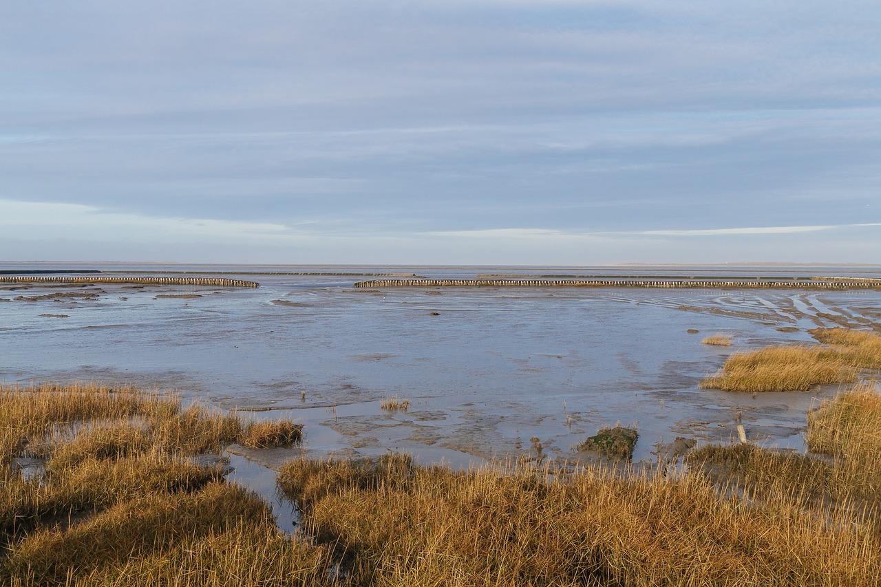 north sea  coast  sea free photo