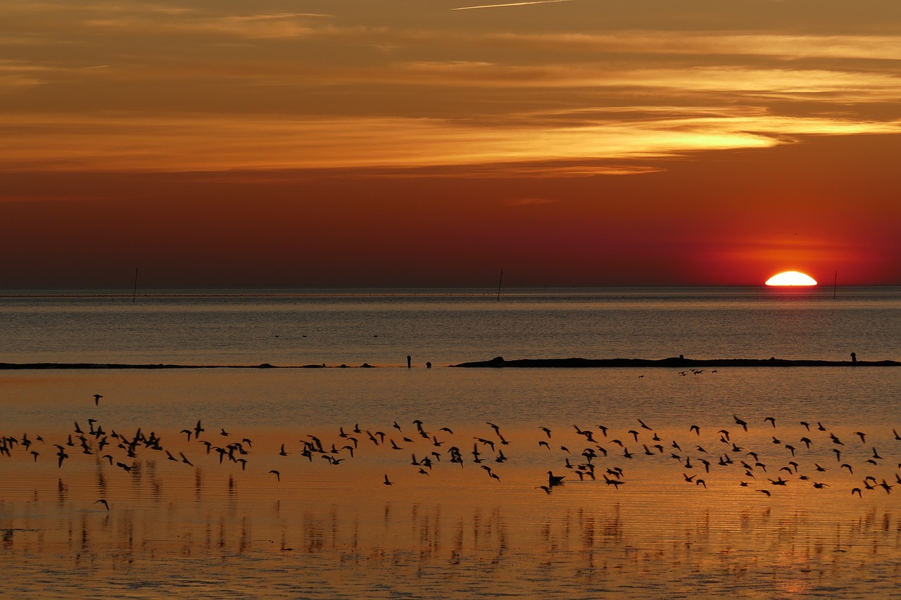 north sea  wadden sea  mecklenburg free photo