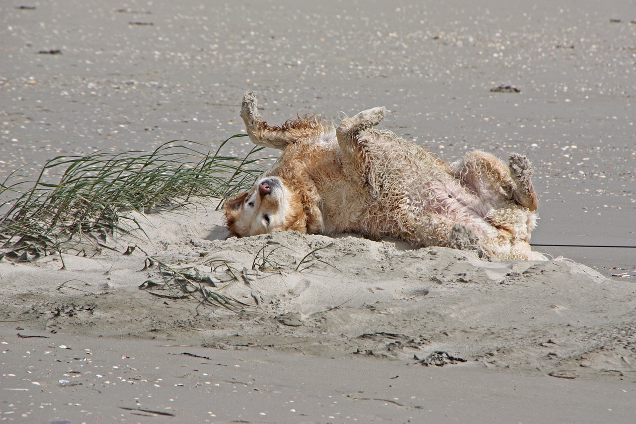 north sea dog golden retriever free photo