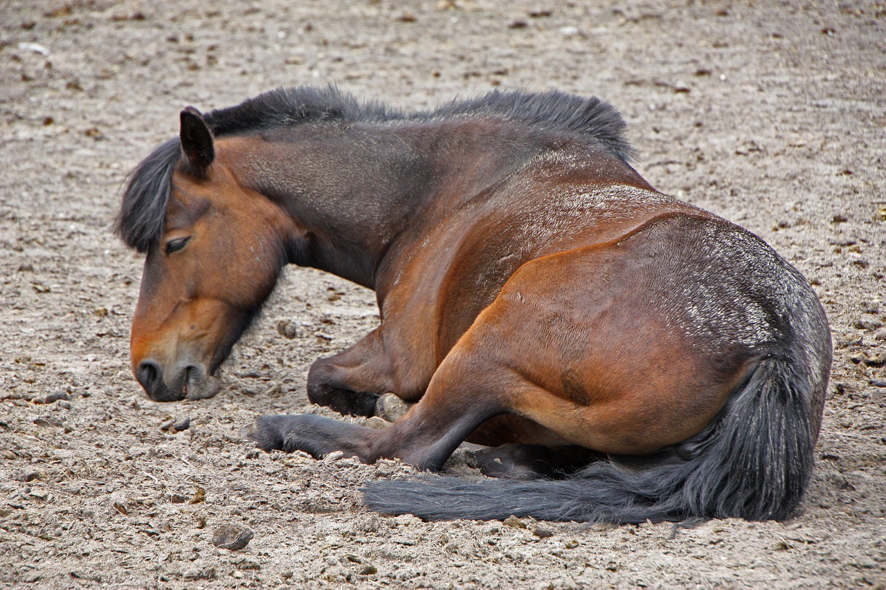 north sea horse beach free photo