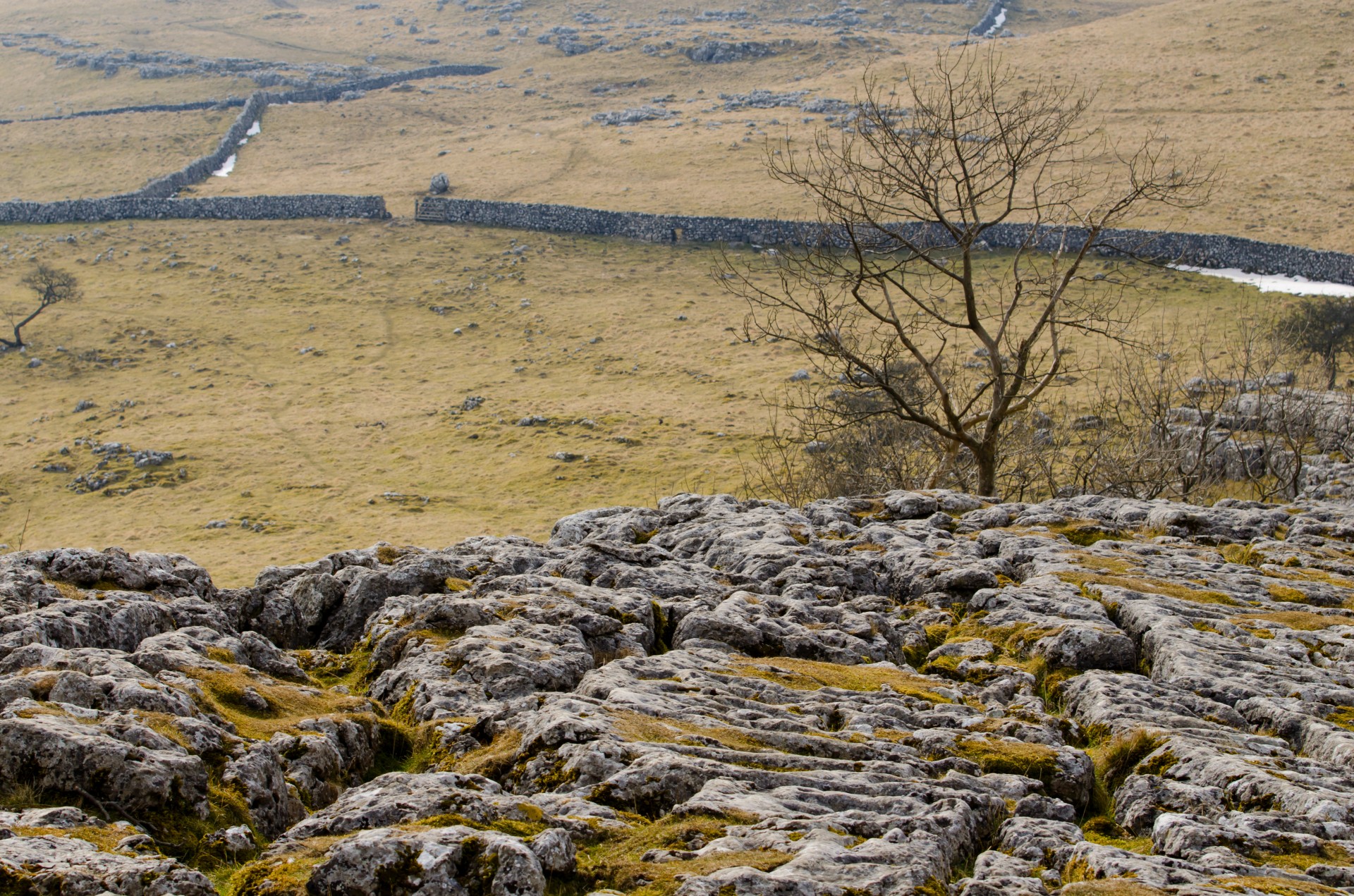 landscape tree spring free photo