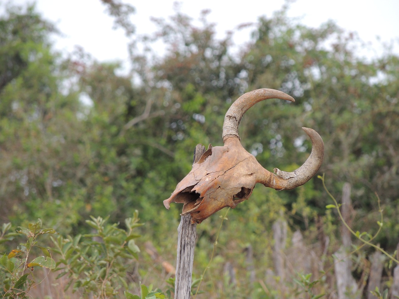 northeast dry brazil free photo