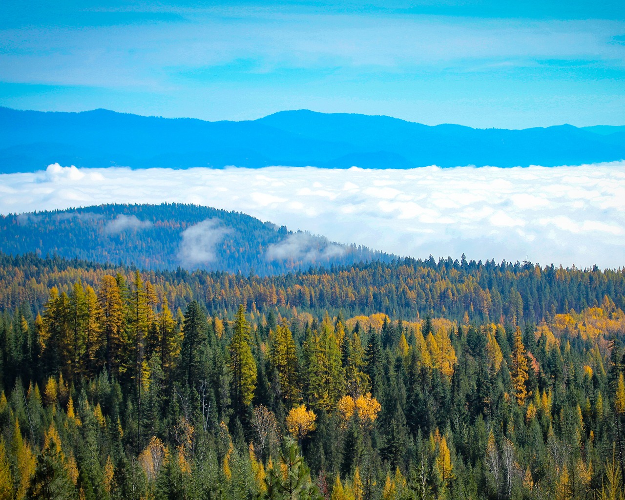 northeast washington fall fall colors free photo