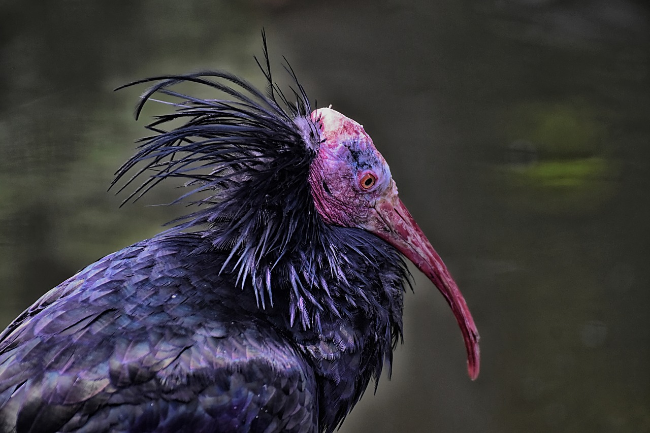 northern bald ibis  portrait  bird free photo