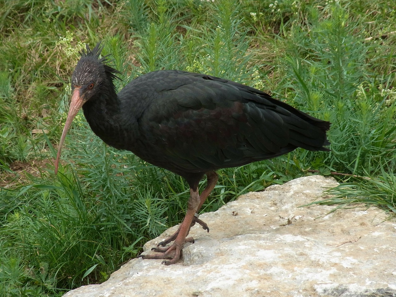 northern bald ibis geronticus eremita bird free photo