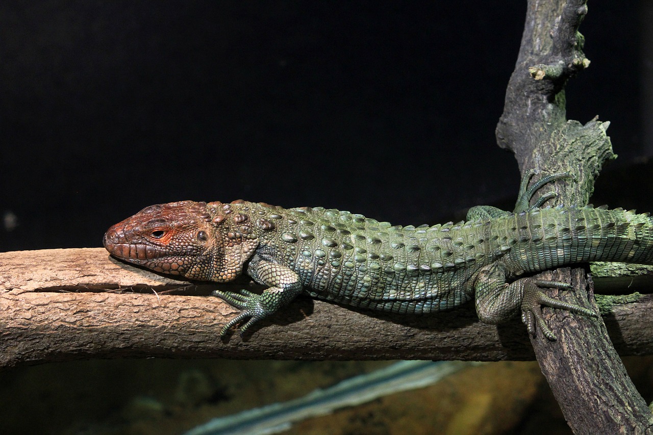 northern caiman lizard lizard reptile free photo