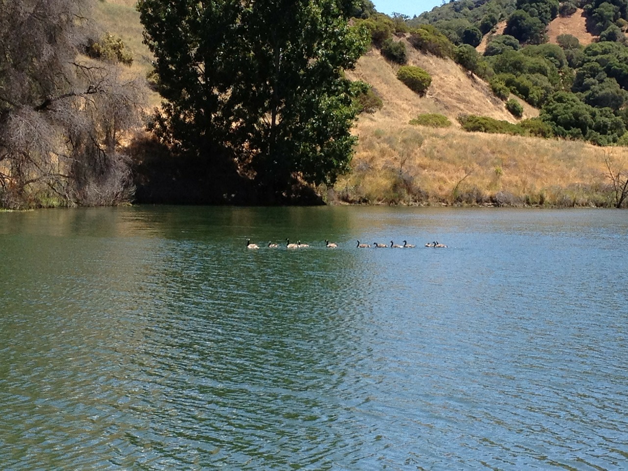 northern california lake mendocino ducks in a row free photo