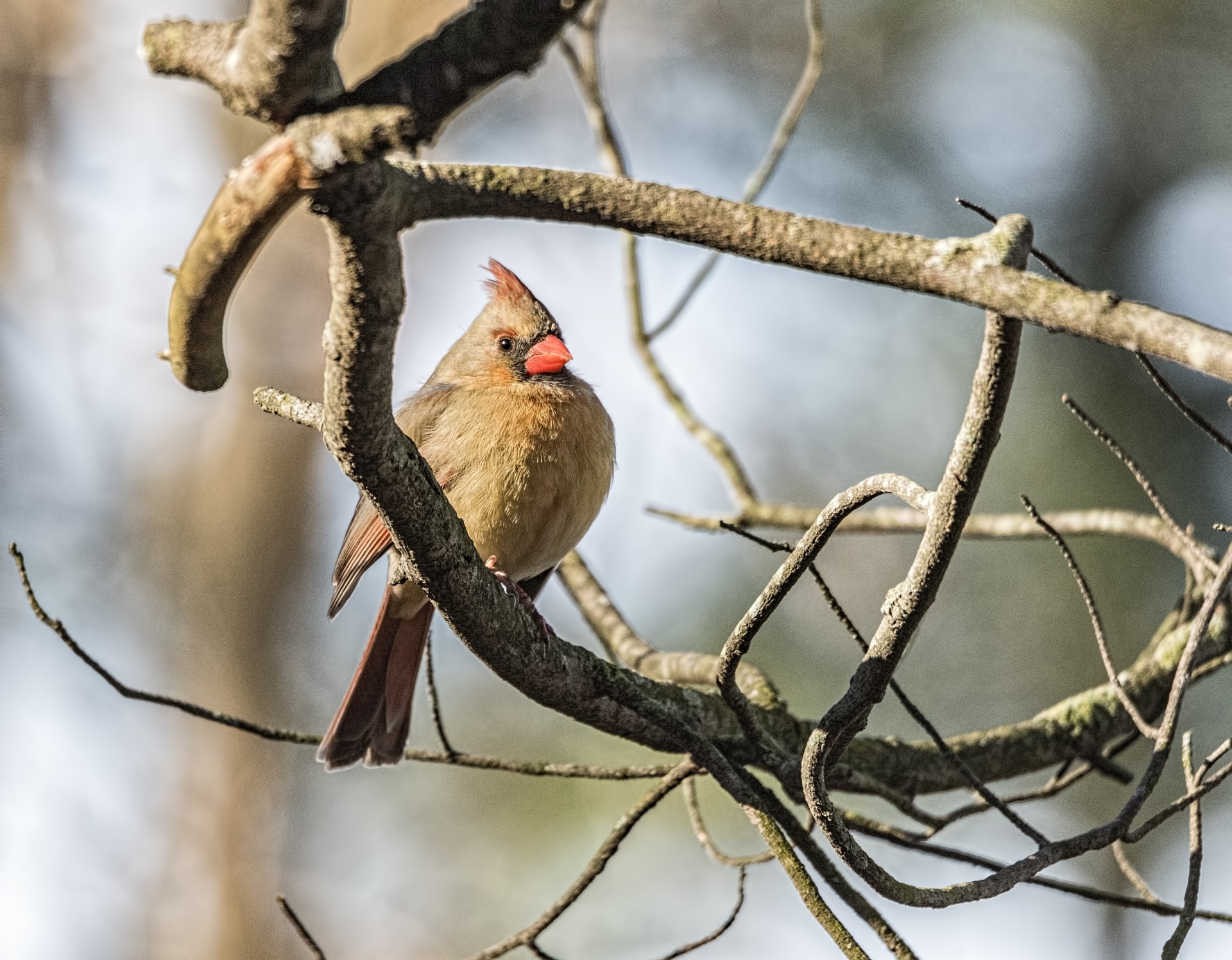 cardinalis cardinalis cardinalidae redbird free photo