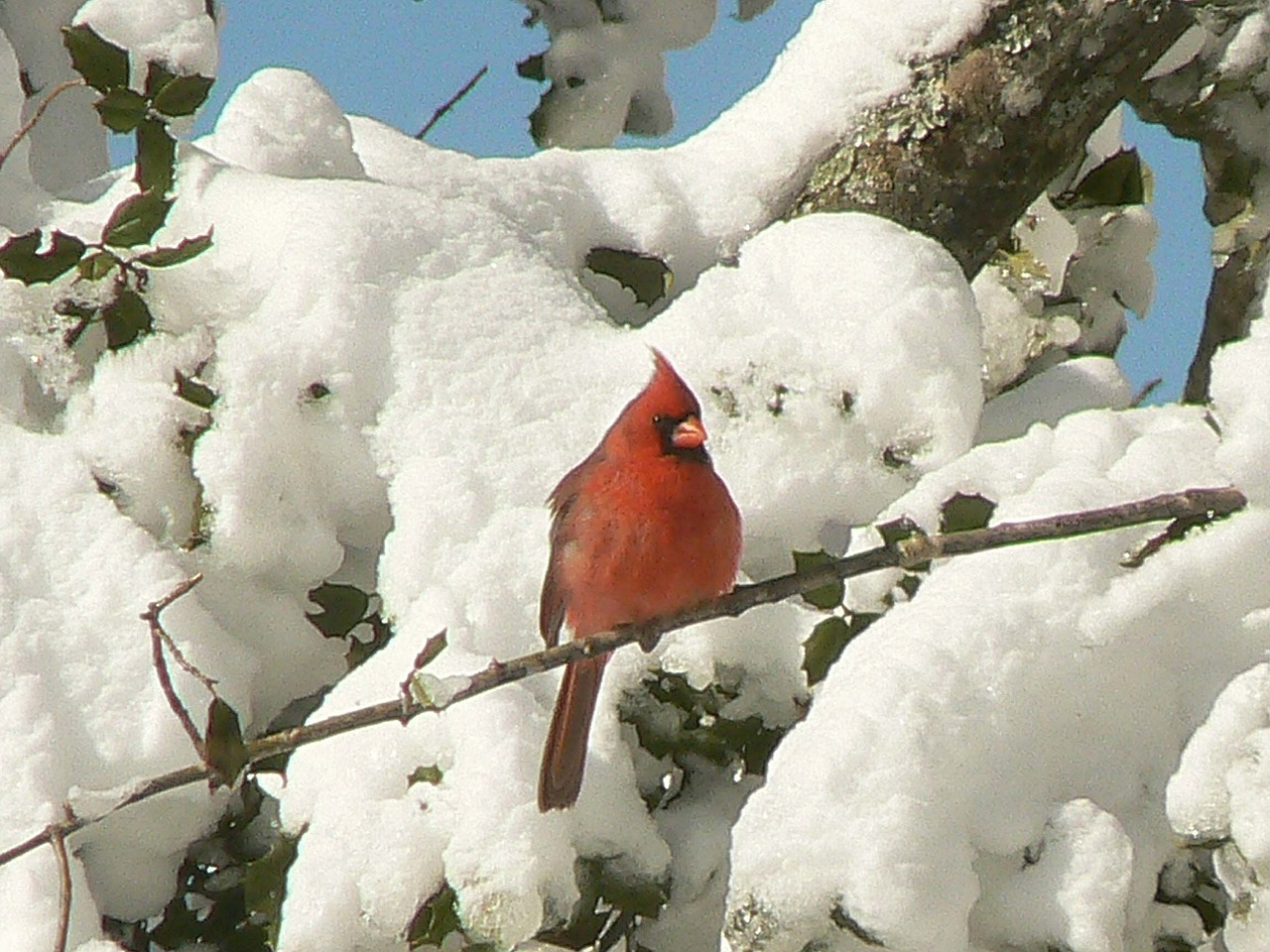 northern cardinal bird redbird free photo