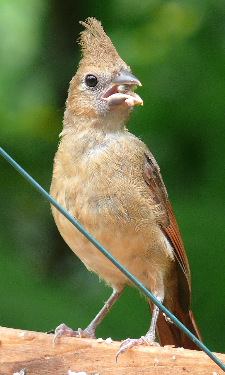 northern cardinal female redbird free photo
